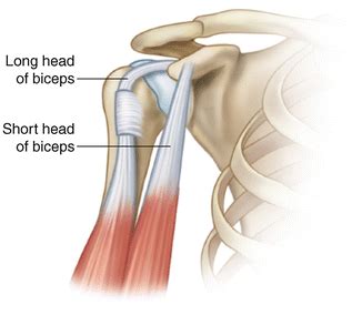 Long Head Biceps Tendon Anatomy