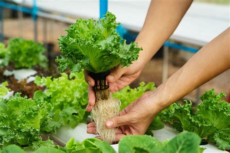 Hydroponic Garden: a Beginner's Guide and Expert Tips