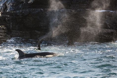 Killer Whale Hunt | David Gifford Photography