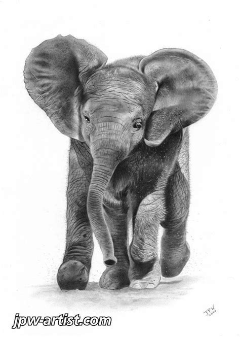 Baby Elephant Elephant Elephant Drawing Baby Elephant - Etsy