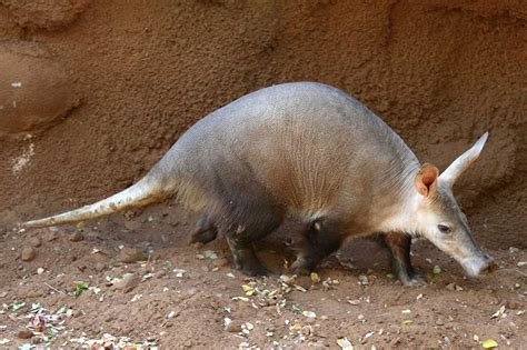 Aardvark - Honolulu Zoo Society