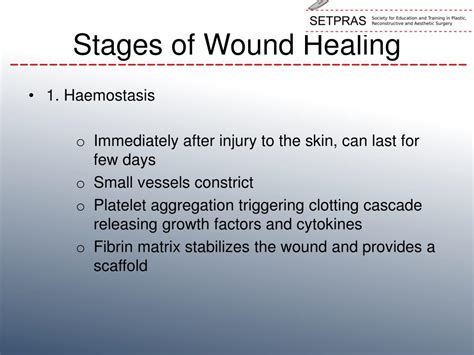 Surgical Wound Healing Stages