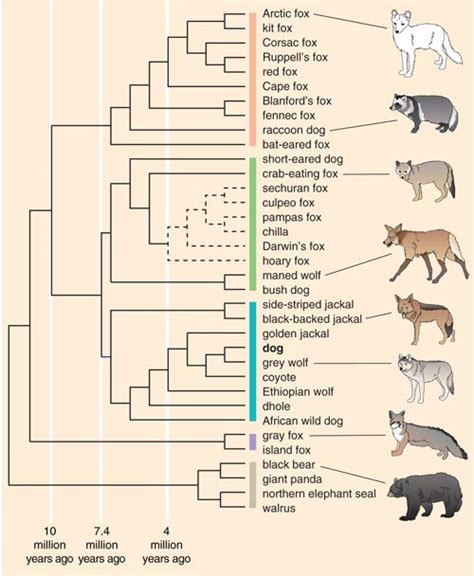 Dog Breed Chart Comparison