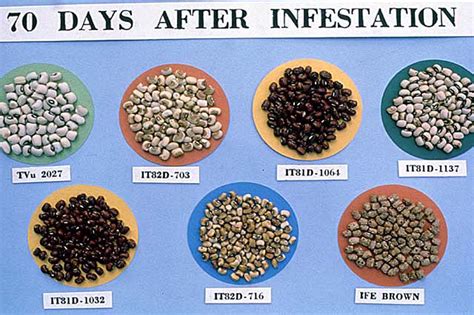 Cowpea varieties after 70 days of infestation | Cowpea varie… | Flickr