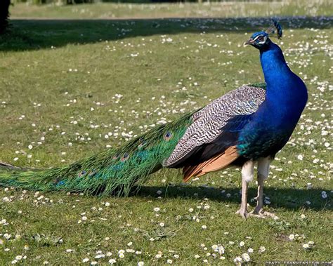 Incredible India: India National Bird