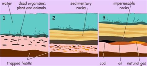 Fossil: How Are Fossil Fuels Formed