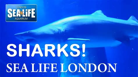 SEA LIFE London Aquarium - Sharks & Piranhas! - YouTube