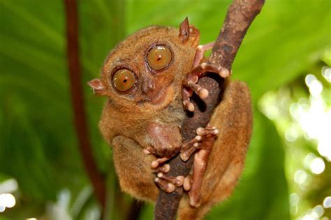 10 Key Facts About Tarsiers - A-Z Animals