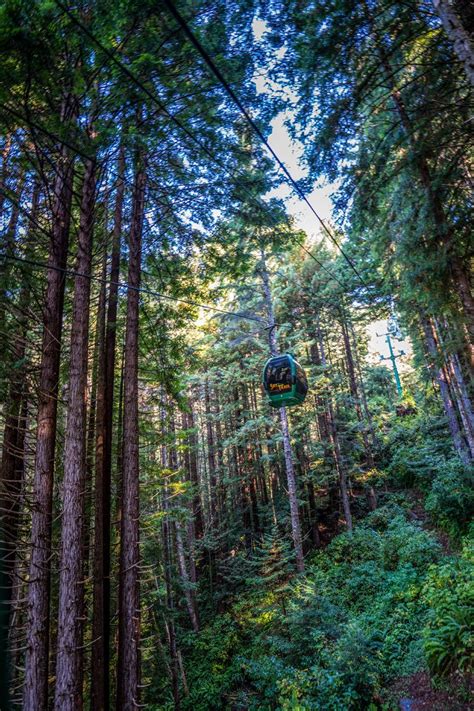 Celebrate Over 75 Years at Trees of Mystery in Klamath, California