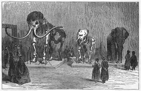 The Skeleton Of A Mammoth, Recovered Drawing by Mary Evans Picture ...