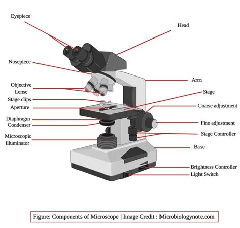 Parts Of A Microscope And Their Functions | Microscope parts ...