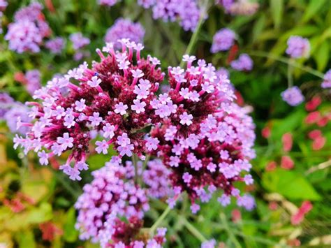 Planting Verbena Flower - Verbena Growing Conditions And Care