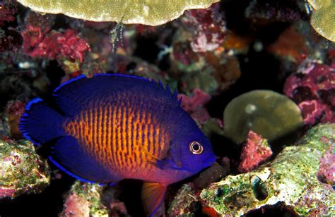 Coral Beauty Angelfish Care & Info | A Dazzling Dwarf Angel - Maryland ...