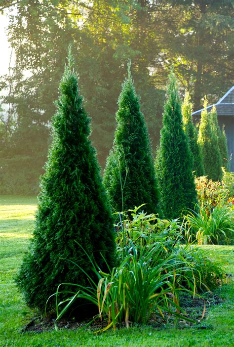 11 Best Topiary Trees and Shrubs for Your Garden