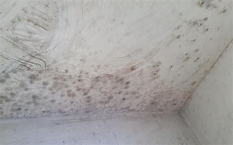 Bathroom Mould and Mildew - How to stop it - Superstone Radiators