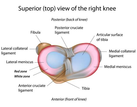 Meniscus Injuries Part 1 - Surgery Often Not Required