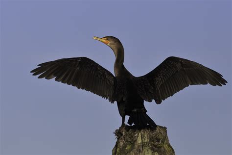 Double-crested Cormorant - Channel Islands National Park (U.S. National ...