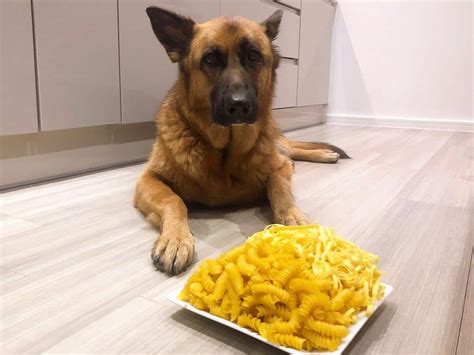 Can German Shepherds Eat Pasta? Read This Before Sharing! - World of Dogz