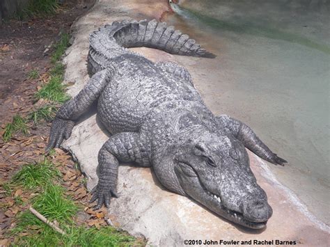 Endangered Species: Siamese Crocodile