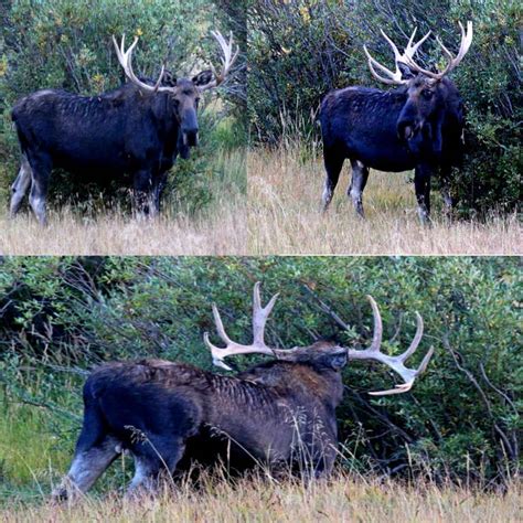 Elk - Moose hybrid by TabrizShadow on DeviantArt