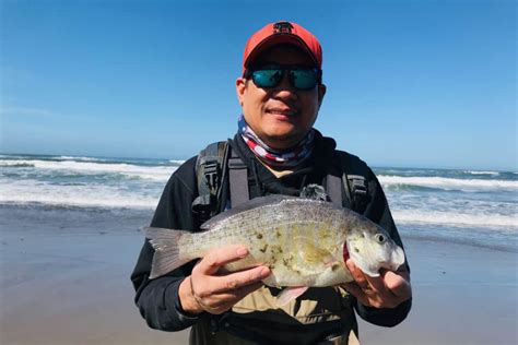 Surf Perch In California – Surfcasting Republic