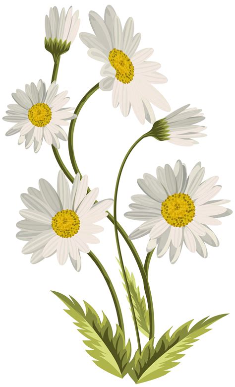 Daisies Transparent PNG Clip Art Image | Gallery Yopriceville - High ...