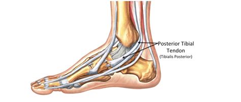 Medial Ankle Muscles