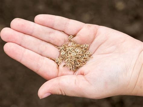 How To Save Seeds From Carrots