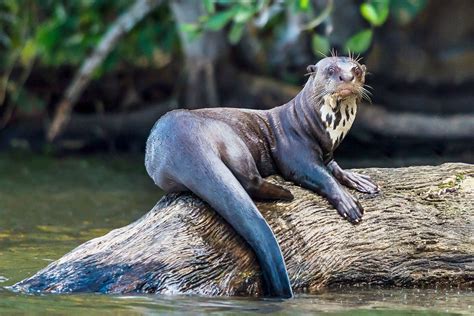 Giant Otter Profile: Facts, Traits, Size, Animal, Shrew, Range - Mammal Age