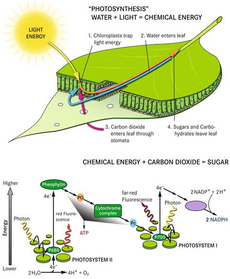 Photosynthesis Diagram For Class 10