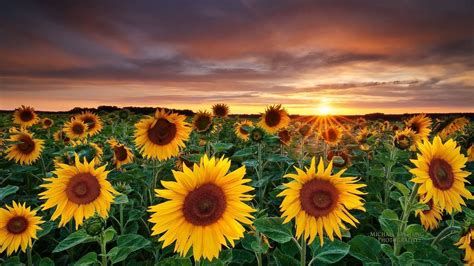 Sunflower Wallpaper Desktop (67+ pictures)