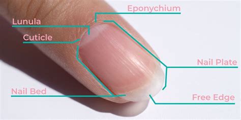 Cuticle Care 101: How To (Safely) Care For Your Cuticles | DipWell Blog ...