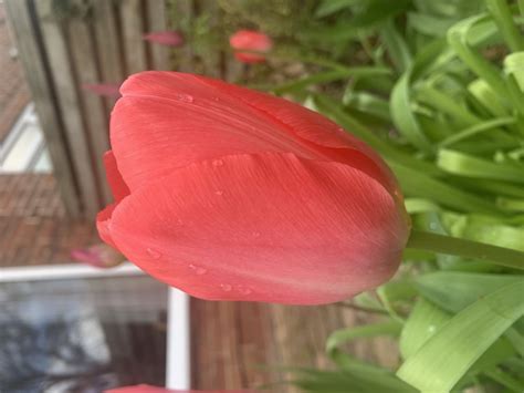 Tulip identification — BBC Gardeners' World Magazine