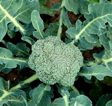 Cauliflower - sowing, planting, growing, harvest, tips and tricks