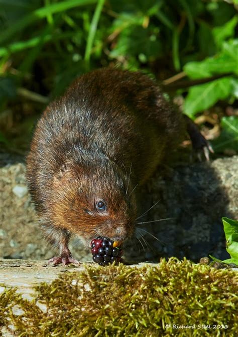 Wildlife Photographic Journals: Water Vole Education