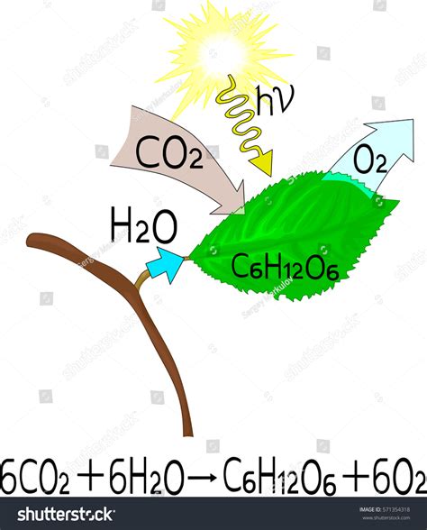 Reacción química de la fotosíntesis: vector de stock (libre de regalías ...