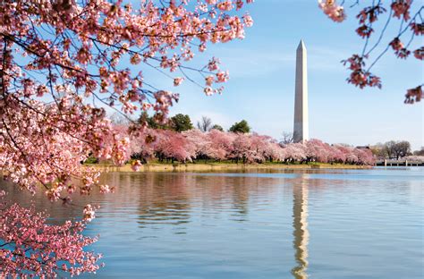 DC Cherry Blossom Pictures Wallpapers - Top Free DC Cherry Blossom ...