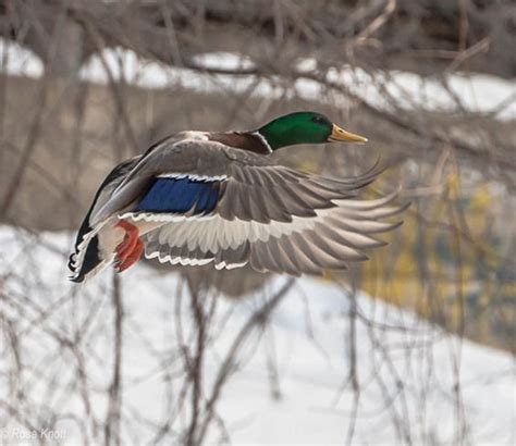 Mallard landing | Mallard, Weather photos, Fauna