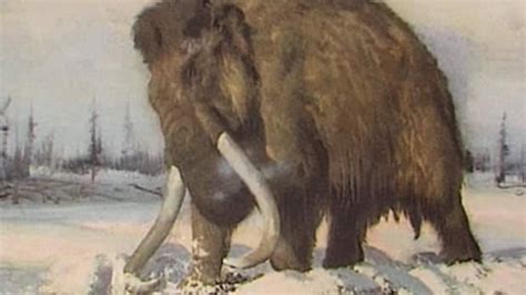 Woolly mammoth cloning 1 step closer thanks to genome research | CBC News