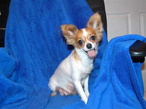 Papillon Dog Info, Temperament, Lifespan, Shedding, Puppies, Pictures