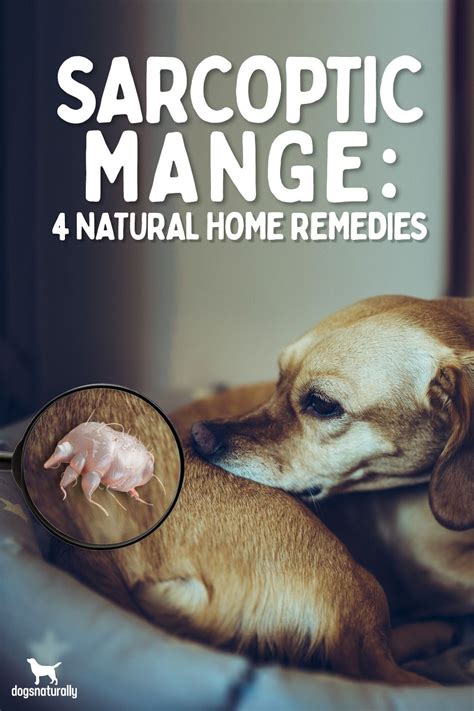 How To Cure Sarcoptic Mange In Dogs