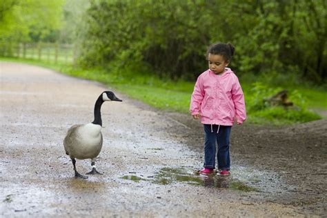 Angry Goose Attack