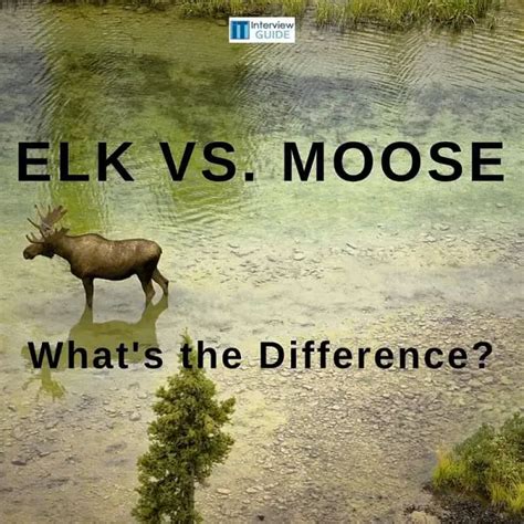 Elk vs. Moose: Is There a Difference? | IT Interview Guide