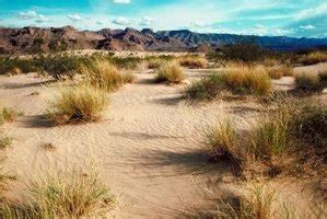 Types of Desert Grass | eHow