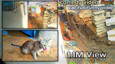 cute cat funny & comedy video #cat - YouTube