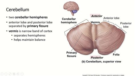 Ch15 Pt7, Cerebellum and Limbic System - YouTube