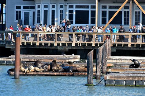 Pier 39 Sea Lions in San Francisco, California - Encircle Photos