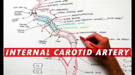 Internal Carotid Artery - Segments & Branches - YouTube