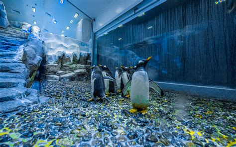 Book Dubai Aquarium & Underwater Zoo: Penguin Cove Tickets [2022] | Headout