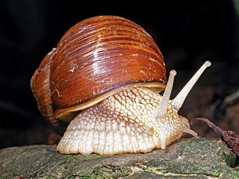 Mollusks: Fact or Fiction? | Britannica